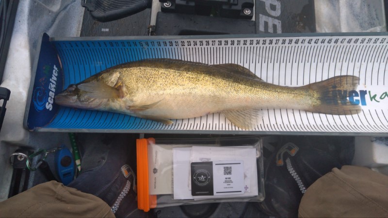 Fish Measure Picture