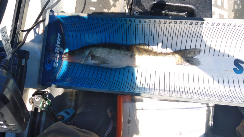 Fish Measure Picture