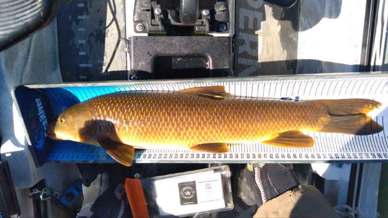 Fish Measure Picture