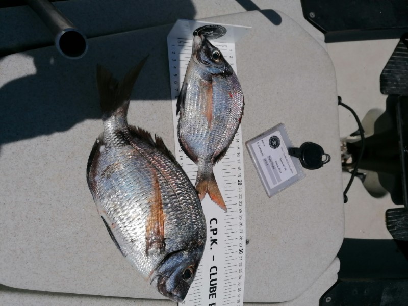 Fish Measure Picture