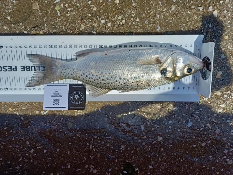 Fish Measure Picture