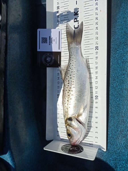 Fish Measure Picture