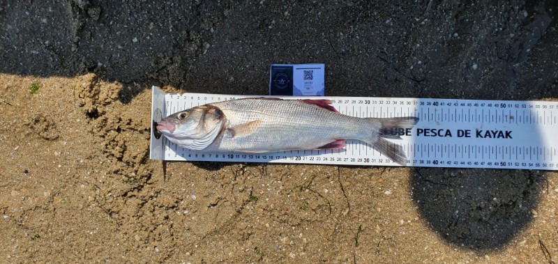 Fish Measure Picture
