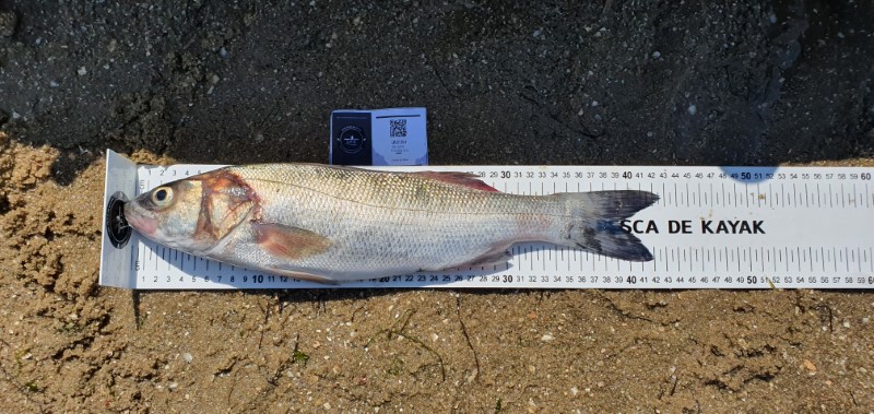 Fish Measure Picture