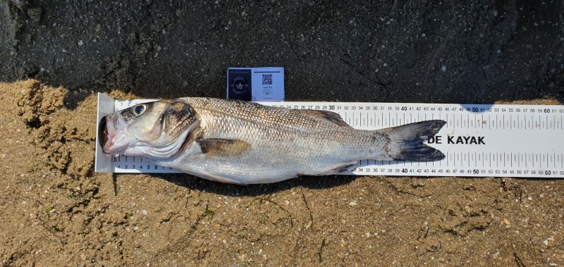 Fish Measure Picture