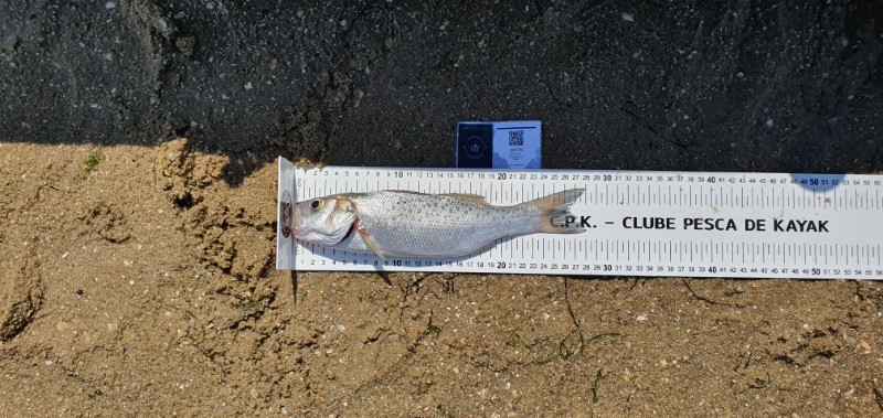 Fish Measure Picture