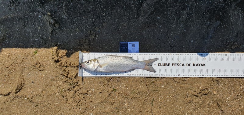 Fish Measure Picture