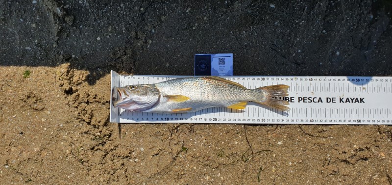 Fish Measure Picture
