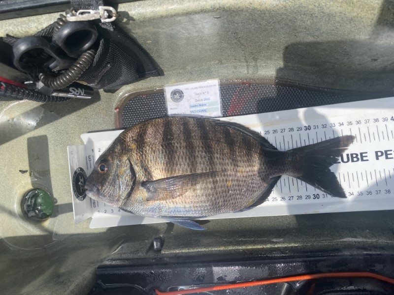Fish Measure Picture
