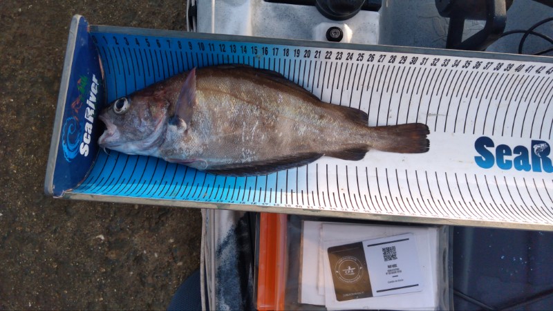 Fish Measure Picture