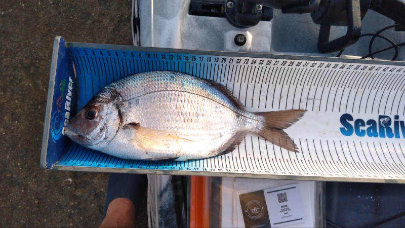 Fish Measure Picture