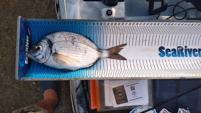 Fish Measure Picture