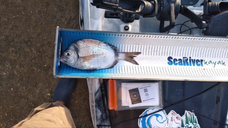 Fish Measure Picture