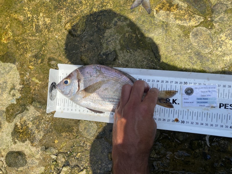 Fish Measure Picture