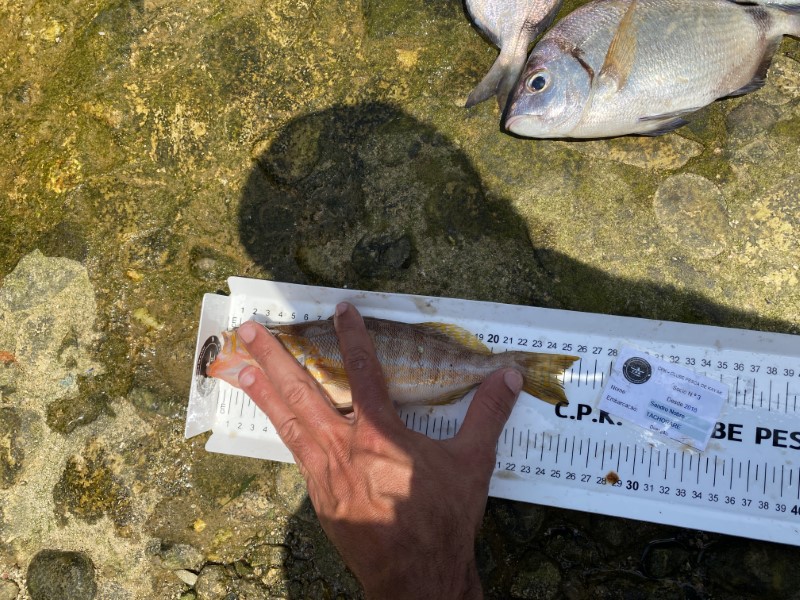 Fish Measure Picture