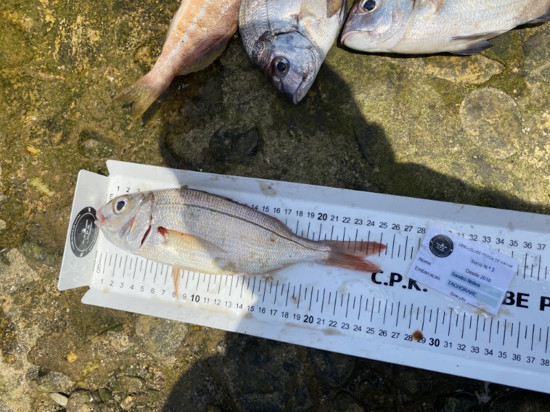 Fish Measure Picture