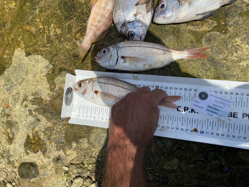 Fish Measure Picture