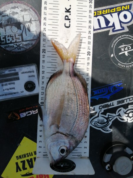 Fish Measure Picture