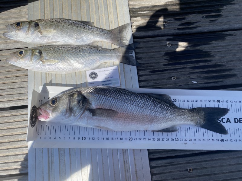 Fish Measure Picture