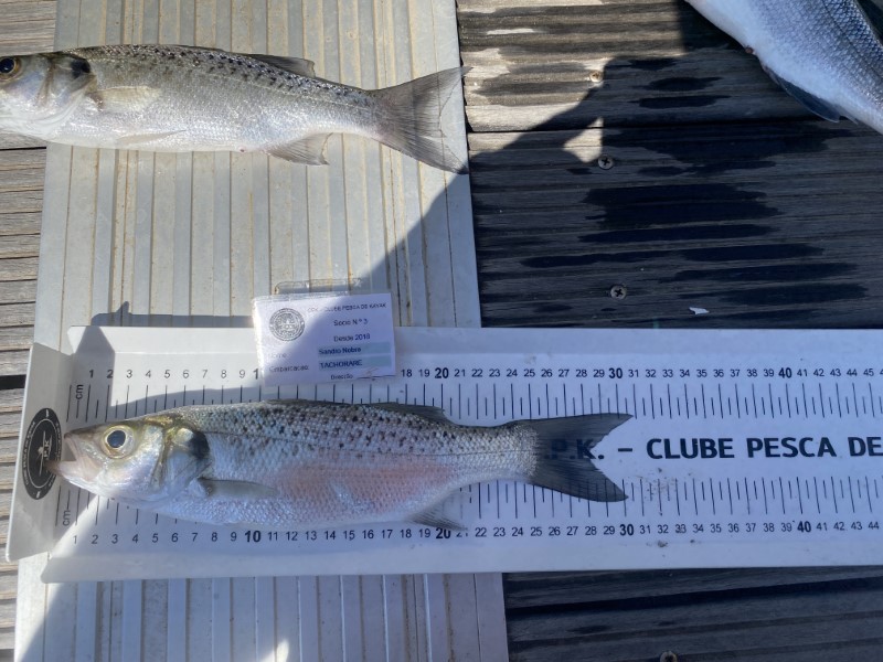 Fish Measure Picture