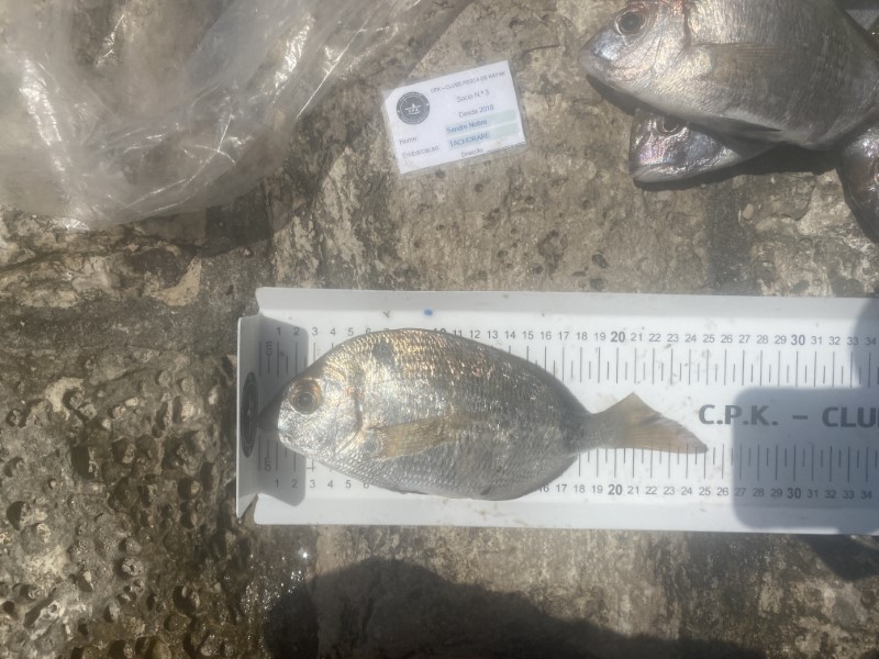 Fish Measure Picture