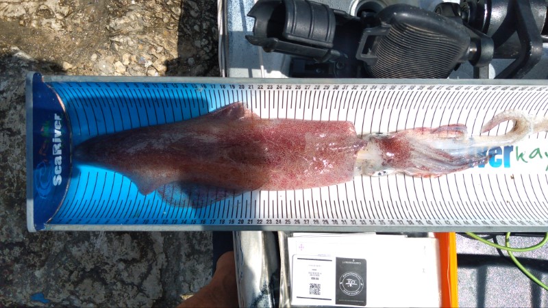 Fish Measure Picture