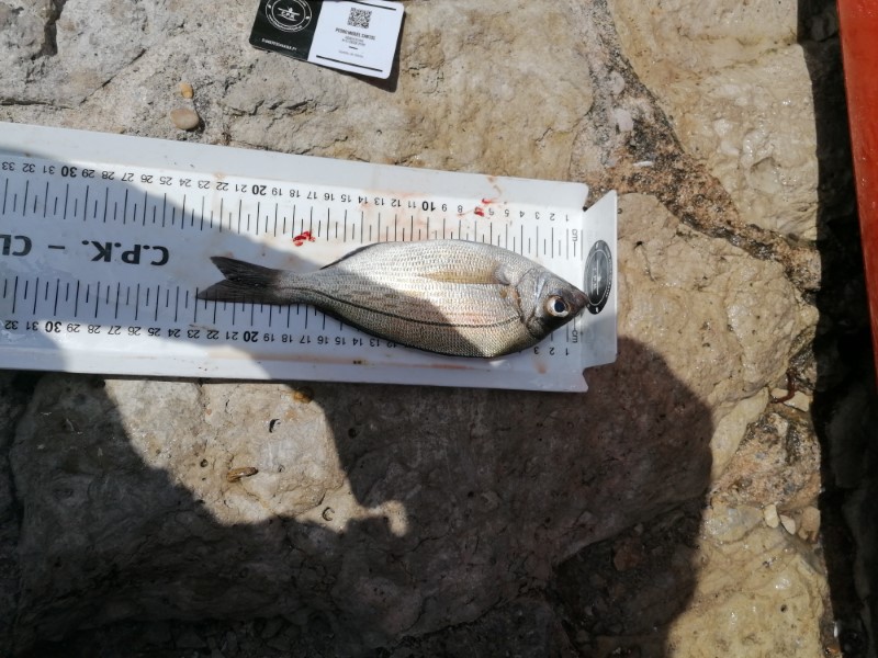 Fish Measure Picture