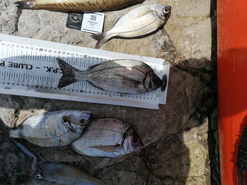 Fish Measure Picture