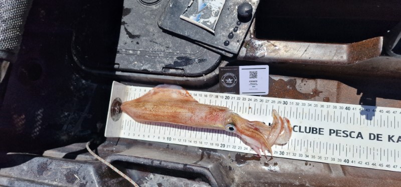Fish Measure Picture