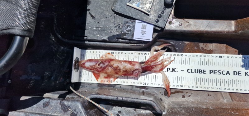Fish Measure Picture