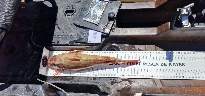 Fish Measure Picture