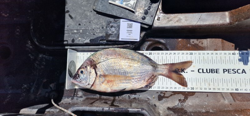 Fish Measure Picture