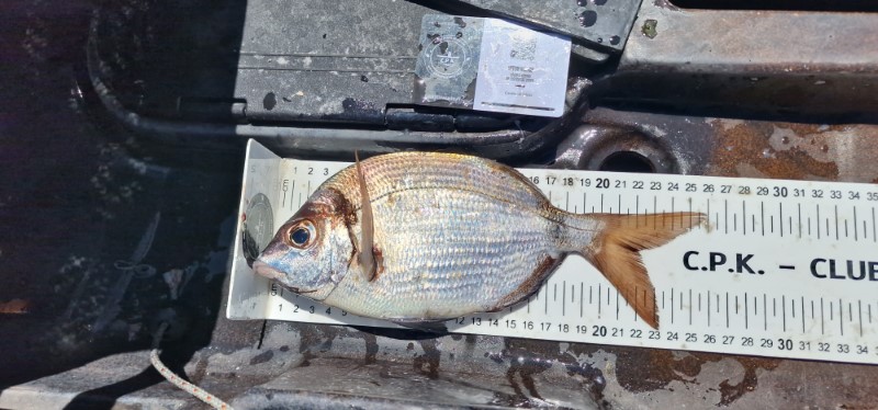 Fish Measure Picture