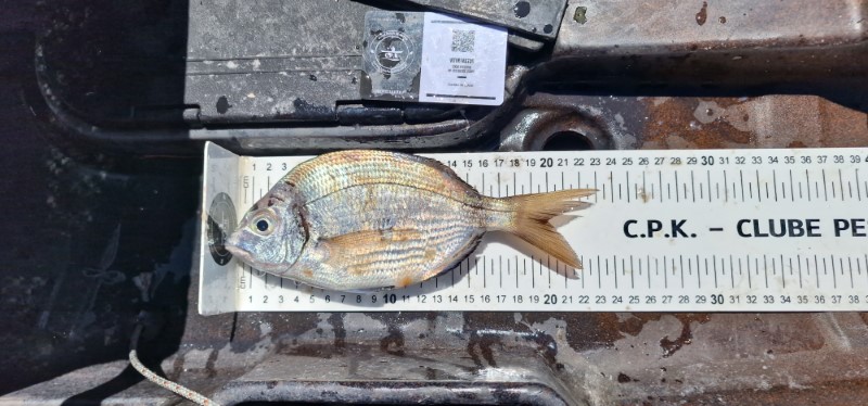 Fish Measure Picture