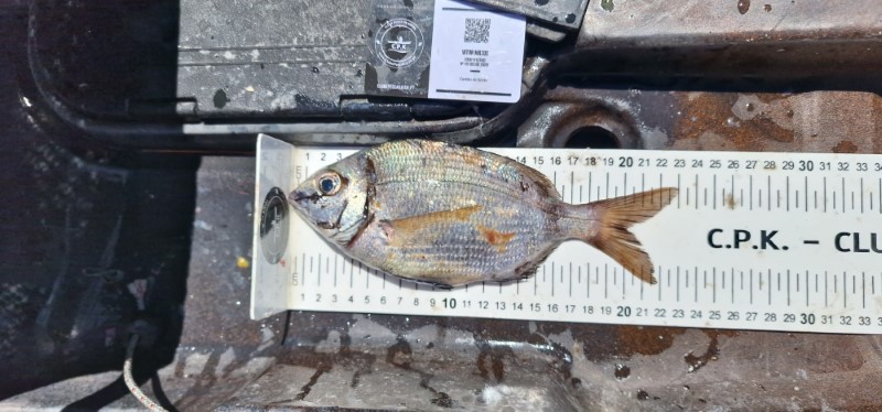 Fish Measure Picture