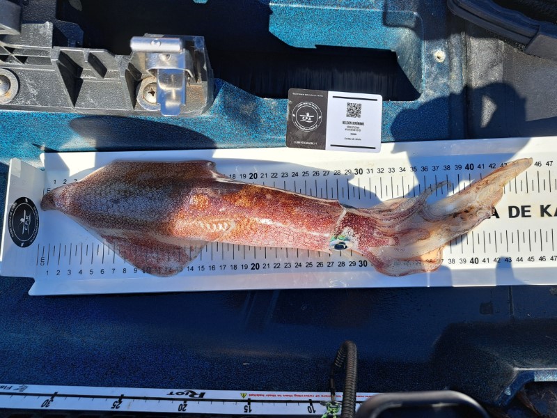 Fish Measure Picture
