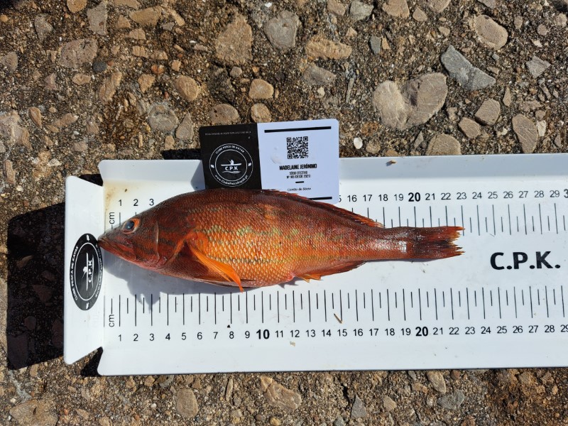 Fish Measure Picture