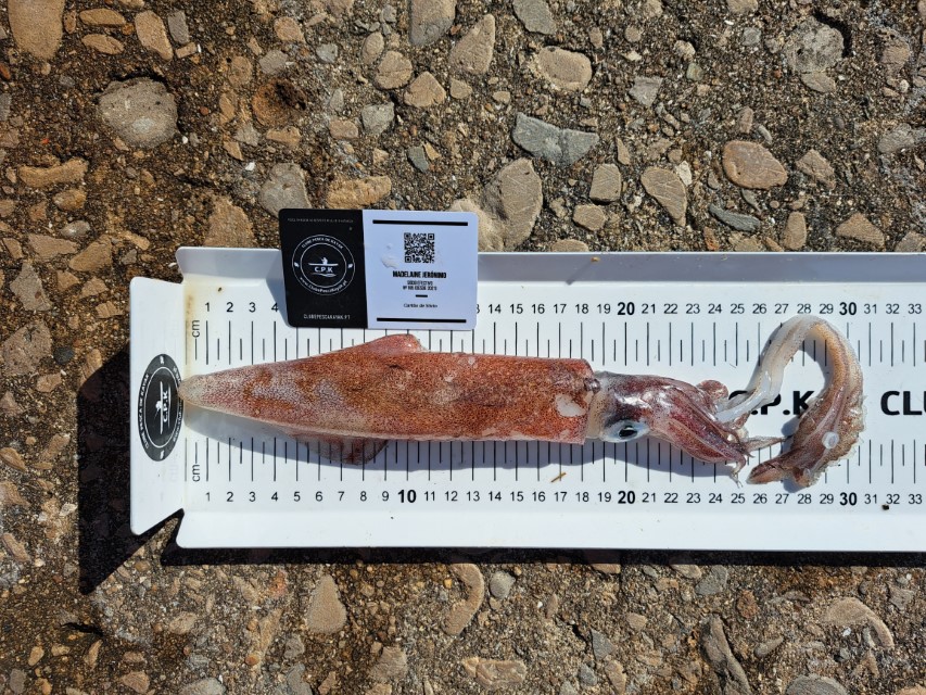 Fish Measure Picture