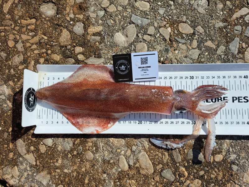 Fish Measure Picture