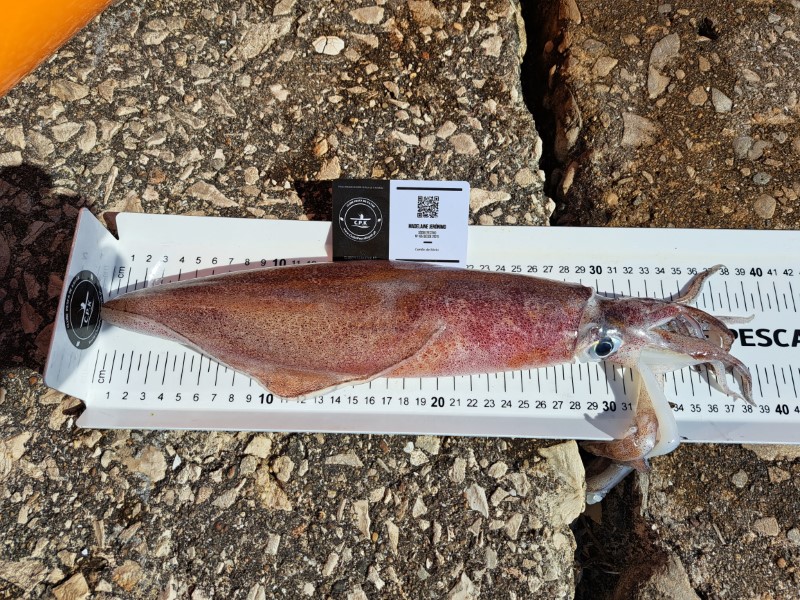 Fish Measure Picture