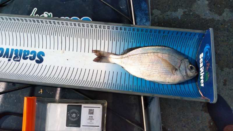 Fish Measure Picture