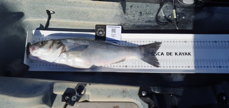 Fish Measure Picture