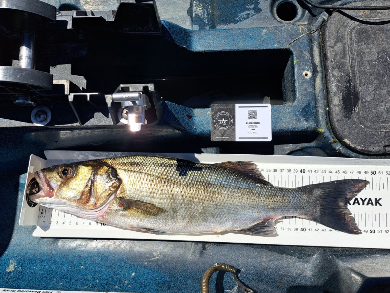 Fish Measure Picture