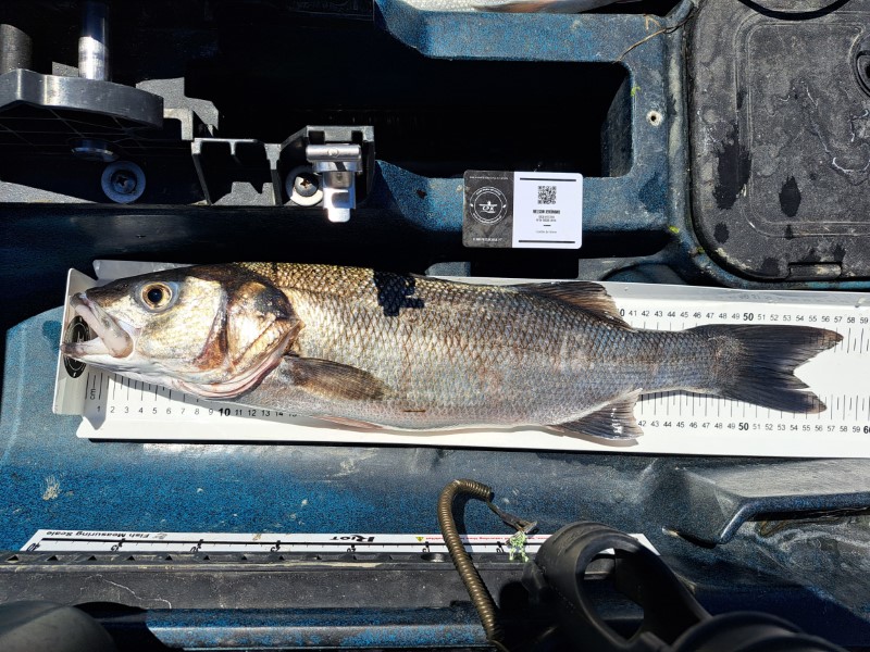 Fish Measure Picture