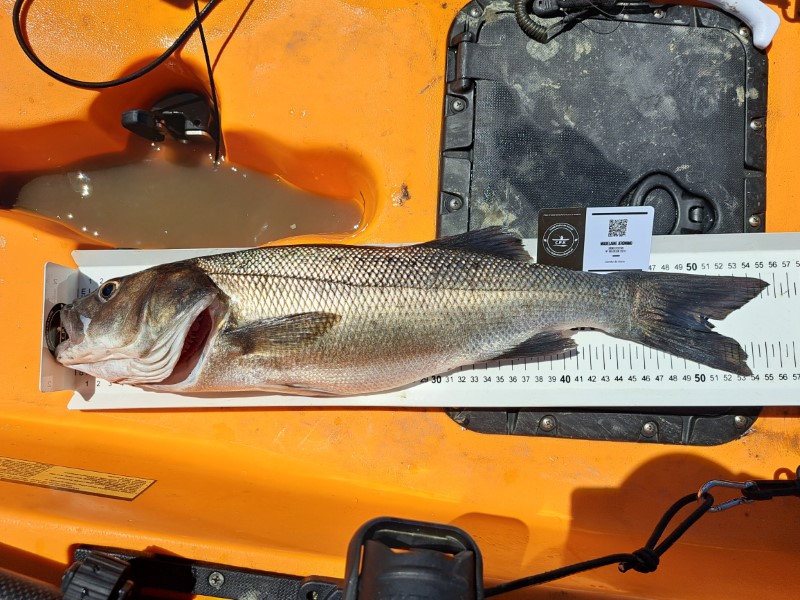 Fish Measure Picture