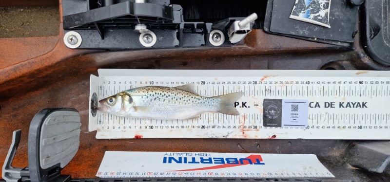 Fish Measure Picture