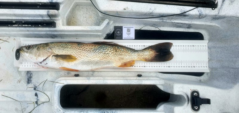 Fish Measure Picture
