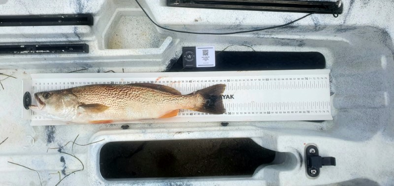 Fish Measure Picture