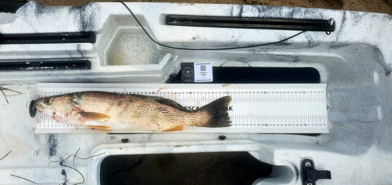Fish Measure Picture