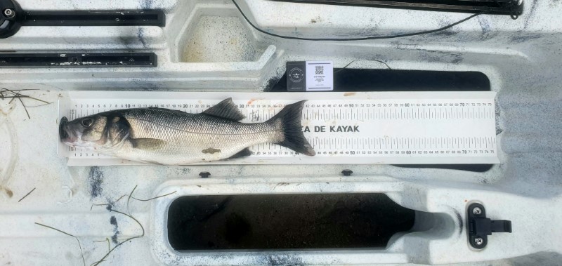 Fish Measure Picture